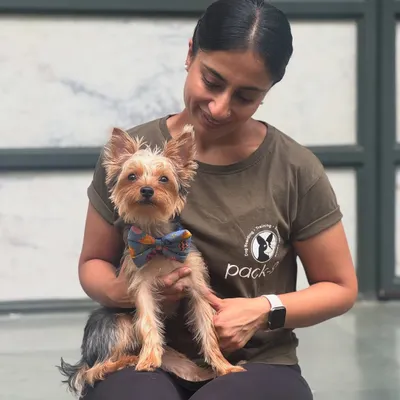 Little Enzo the Yorkshire Terrier, looking dapper in his bow tie. Style and smiles are always welcome here.