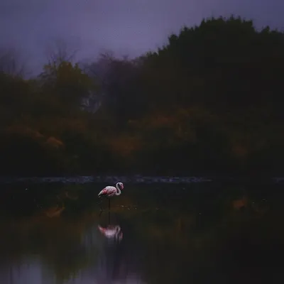 I call this "The Phoenix of the Lake." To capture this, I arrived at the T.S. Chanakya lake in the pre-dawn darkness, waiting for the first light and the first flamingo. This single Greater Flamingo landing silently on the water felt like a sacred moment, a celestial being descending as the day was born.