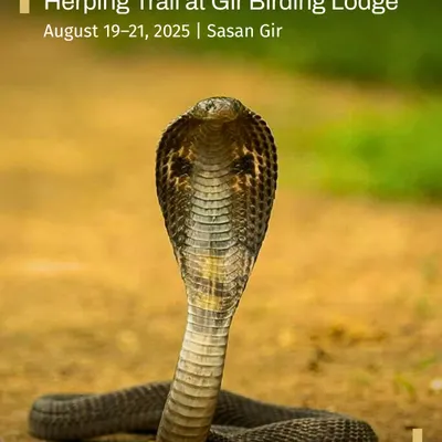 A Spectacled Cobra raises its hood in a defensive posture, a truly awe-inspiring sight. Our herping trails are led by experts who ensure these encounters are safe, educational, and respectful to the wildlife.