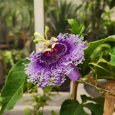 This is the stunning Krushnakamal flower, also known as the Passion Flower. Its structure is incredibly complex and beautiful, making it a very special plant to grow.