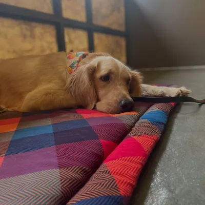 This is Simba, resting calmly on his place cot. When he arrived, he had a bite history, but through our behavior modification program, we taught him how to find a healthier, calmer mindset.