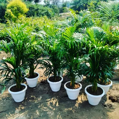 These Areca palms are potted and ready to go. Known for being one of the best air-purifying houseplants, they are a popular choice for living rooms and offices to improve air quality naturally.
