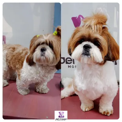 This Shih Tzu's makeover is a perfect example of our grooming expertise. We transformed an overgrown coat into a neat, tidy, and adorable haircut that's easy for the pet parent to maintain.
