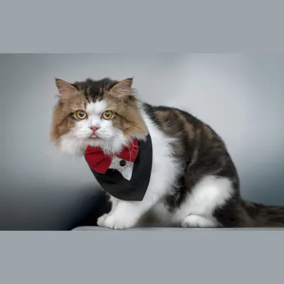 This dapper cat in his tuxedo bib and bow tie is the very definition of a gentleman. Styled shoots are a fun way to let your cat's sophisticated or silly personality shine.