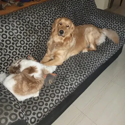 Our own dog, Tara the Golden Retriever, sharing her favorite spot on the sofa. At our home, the furniture is for everyone, furry or not.