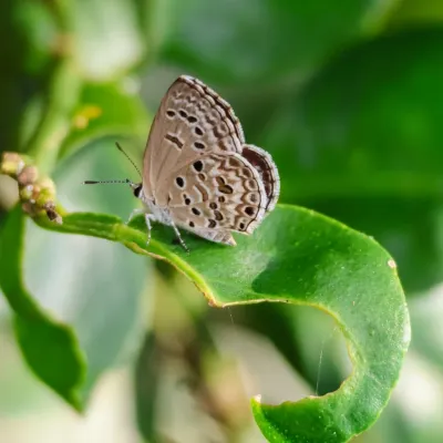 A beautiful Lesser Grass Blue butterfly rests on a leaf at our Jaunapur City Forest. The presence of such delicate insects is a clear indicator of a healthy, chemical-free environment where pollinators can thrive.