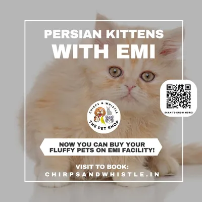 Your dream of owning a fluffy Persian kitten is now easier than ever. We offer a convenient EMI facility so you can bring your new companion home without financial stress.