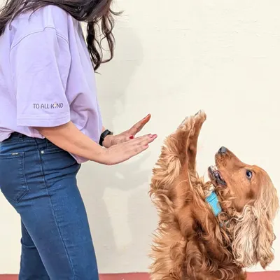 A perfect high five! Training should be fun and about building a positive connection with your dog. This moment captures the joy of successful communication and teamwork.