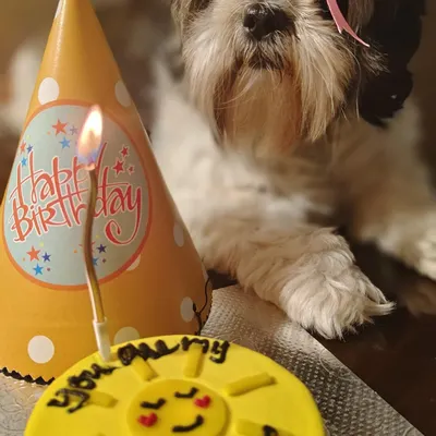 "You are my sunshine." This mini 200g "bowto" cake was the perfect way for Neha to show her love for Bella. It's made with chicken liver and oats and topped with a healthy yogurt and turmeric frosting.