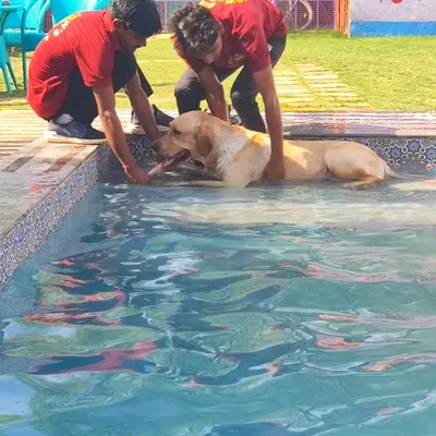 For dogs who are a bit hesitant, we take things slow. Our team members provide gentle support to help them get used to the feeling of the water.