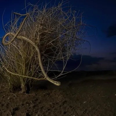 I am thrilled that this photo, "Beauty of Thar Desert," won First Place in the Terrestrial Wildlife category of the 2024 BigPicture Natural World Photography Competition. It is a special honor to have an image showcasing the rare fauna of India's critical desert ecosystem receive this global recognition.