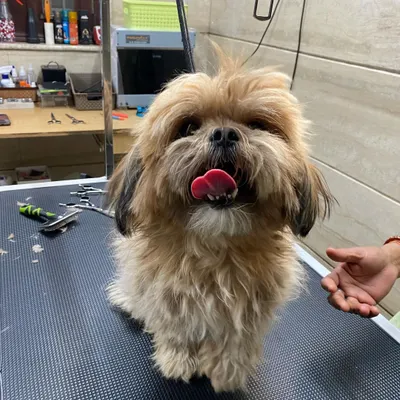 This is Bebo before her grooming. Her coat was severely matted, which can be very uncomfortable and pull on the skin.