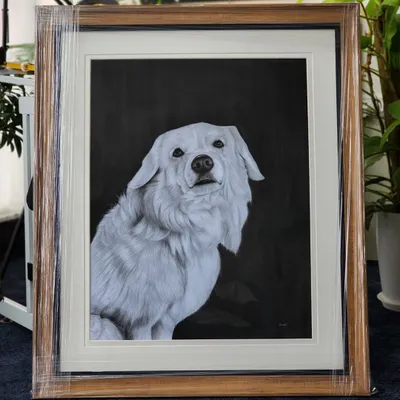 A finished A1 size portrait of a beautiful white dog, framed and ready for its home. The dark charcoal background makes the subject pop. This piece took over 20 hours.