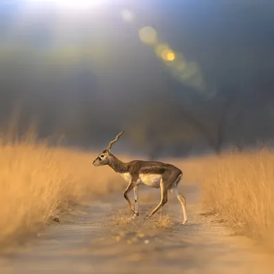 A Blackbuck walks along a dusty track in the golden morning light. The lens flare adds a dreamy, artistic quality to this otherwise simple and beautiful scene.