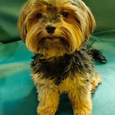 Meet Ginny, our tiniest boarder with the biggest personality. We cater to dogs of all shapes and sizes, ensuring each one feels safe and cherished.