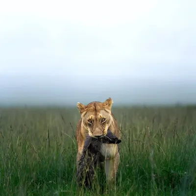 A lioness returns to her cubs with a warthog kill, a raw look at the circle of life in the Masai Mara.