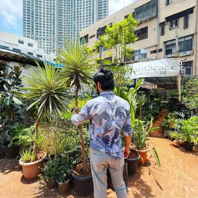Come and take a closer look at our nursery. We have plants that will take your breath away, from small indoor varieties to large statement trees like this Yucca.