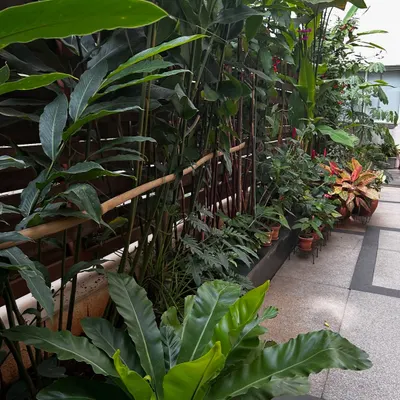 A narrow indoor walkway transformed into a lush green corridor. A variety of tropical plants, including Bird's Nest Fern and ginger lilies, are arranged against a slatted wooden wall, creating a dense, jungle-like feel.