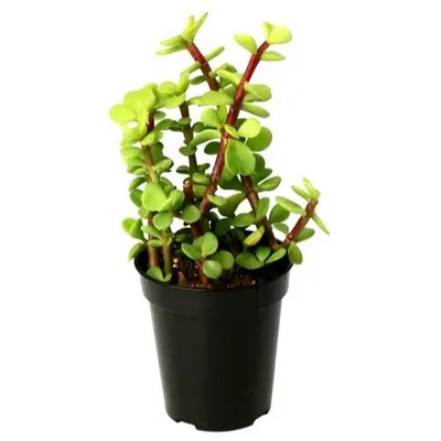The popular Jade plant, known for bringing good luck, is available in our affordable collection. It's a hardy succulent that's easy to care for, making it a perfect starting plant.