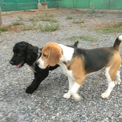 A Beagle and a black Poodle mix greet each other in the park. We love seeing new friendships blossom during our group socialization sessions.
