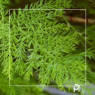This is the delicate, pine-like foliage of Shatavari (Asparagus racemosus), a native Indian plant known as the 'Queen of Herbs' in Ayurveda. We use it in landscapes for its beautiful texture and profound medicinal value.