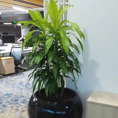 A large, lush Dracaena Massangeana (Corn Plant) in a glossy black spherical planter. This tall plant is perfect for adding a dramatic vertical element to a living room or office.