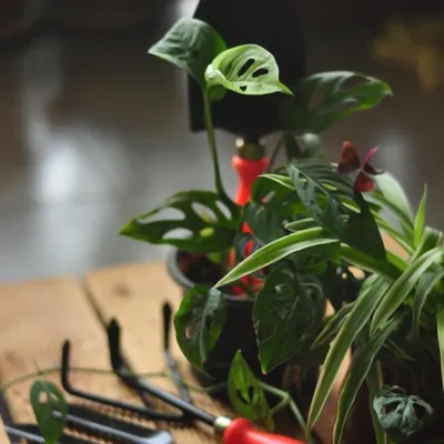 Our gardening tools are designed to be your trusted companions for any planting project. Here, the trowel and fork are pictured alongside healthy houseplants, ready to help you tend to your indoor or outdoor garden.