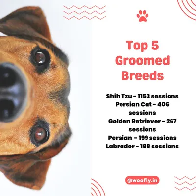 My 2024 Year in Review. I'm so proud to have groomed so many wonderful pets, with Shih Tzus and Persian Cats being the most frequent visitors. A big thank you to my loyal clients and my top groomer.
