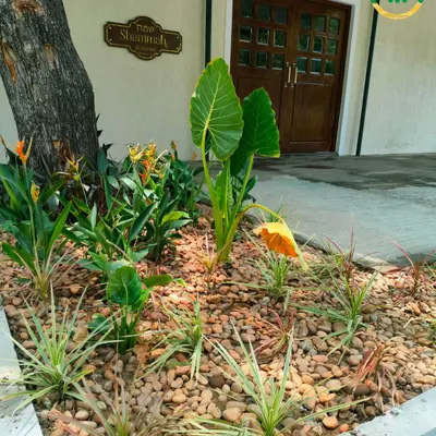 This is an example of our xeriscaping work, a perfect solution for Chennai's climate. We used decorative river rocks as ground cover and selected hardy, low-water plants to create a sustainable and attractive entrance garden that requires minimal upkeep.