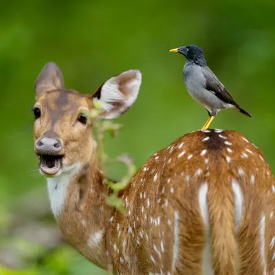 This is a perfect example of a symbiotic relationship. A Jungle Myna hitches a ride on a Spotted Deer in Nagarahole, feeding on parasites in a partnership that benefits both animals.