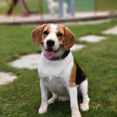A picture perfect Beagle sitting attentively on our lush green lawn. This pup is the picture of health and happiness during its stay at our pet boarding facility.