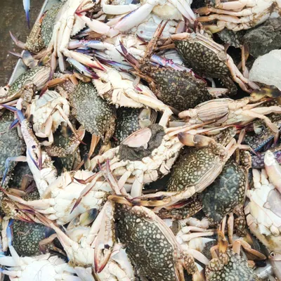 Quality starts with the ingredients. This is a look at the fresh crabs I source for my dishes, ensuring every bite of my Chilli Garlic Crabs is as fresh as it gets.