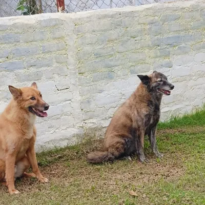 A truly happy ending. We were overjoyed to welcome Grey back after she was lost for 104 days. Here she is, reunited with her partner, Woof.