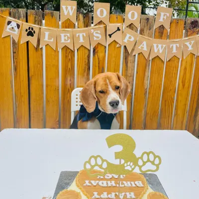 Patiently waiting for the main event. This little birthday boy is all set for his cake cutting ceremony, complete with a custom cake and a "Lets Pawty" banner to set the mood.