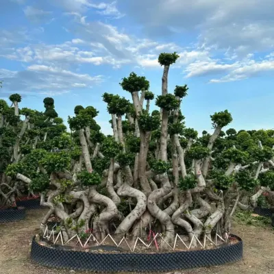 A massive, one-of-a-kind Ficus bonsai with multiple twisting trunks and carefully shaped foliage pads. This is a museum-quality living sculpture.