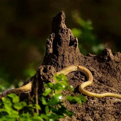 A pair of Indian Rat Snakes on a termite mound, a behavior often associated with courtship or territorial displays. It was a fascinating and rare moment to witness and capture in Bangalore.