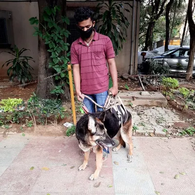 We provide specialized care for dogs like Smooch, a German Shepherd with lower back weakness. Our handler is carefully supporting him during his daily walk in Kormangala.