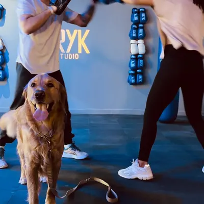 Happy faces are what we're all about. Even our furry friends are part of the BRYK community, cheering on the hard work during a personal training session.