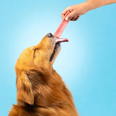 This dynamic action shot captures a dog genuinely enjoying a treat. I use high-speed photography to freeze the moment, ensuring the final image is sharp, emotional, and perfect for marketing materials that need to show a product in use.