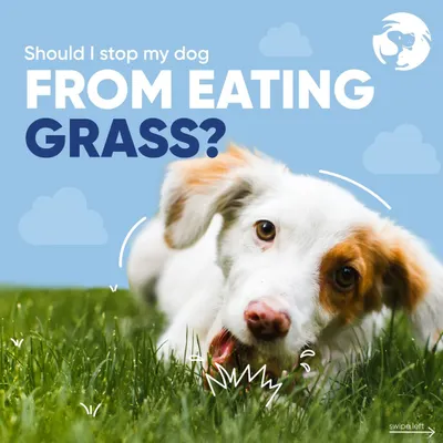Many dog owners ask me if they should stop their dog from eating grass. This post opens the discussion on a very common canine behavior and when it might be a cause for concern.