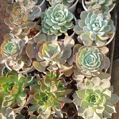 An overhead view of my diverse succulent collection, featuring Echeverias with different colours and rosette shapes. These are perfect for creating your own succulent arrangements or for a sunny desk.