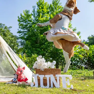 An explosion of birthday joy! June the Beagle leaps into the air, celebrating her 5th birthday with a fun outdoor party setup.