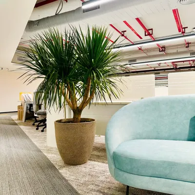 In this office breakout area, a large Dracaena plant in a textured pot adds a vibrant, natural element next to a modern, curved blue sofa. This simple addition brings life and color to the workspace.