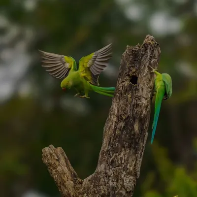 A Rose-ringed Parakeet comes in for a landing at its nest hole while its mate looks on. This shot captures a beautiful moment of avian interaction and nesting behavior.