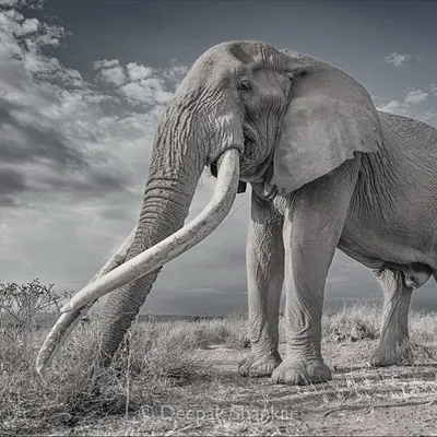 In monochrome, Craig the Almighty becomes a timeless icon. Without the distraction of color, you can focus on the incredible texture of his skin, the magnificent curve of his tusks, and the sheer power of his presence.