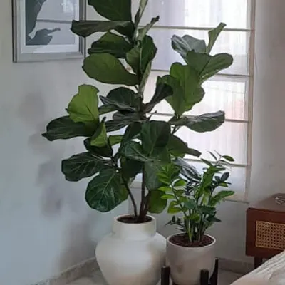 A perfect corner combination. The tall, sculptural Fiddle Leaf Fig pairs beautifully with a smaller, hardy ZZ plant, creating layers of texture and height next to a window.