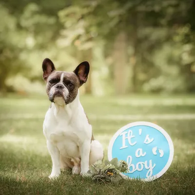This handsome French Bulldog is ready for his promotion to "big brother." I love using simple, cute props to create charming announcement photos in a natural outdoor setting.