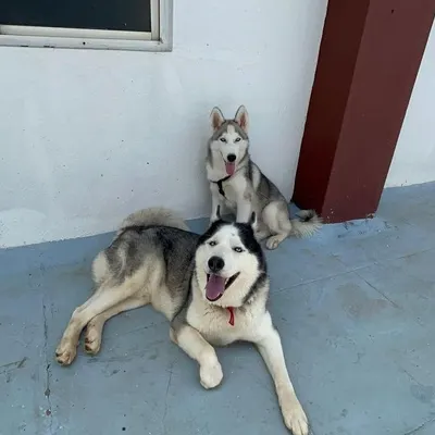 Socialization is a big part of the fun. Here are two beautiful Huskies, an adult and a puppy, getting to know each other on our walk.