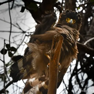 The intense stare of a Crested Serpent Eagle in Tadoba. Birds of prey have such a powerful presence and piercing gaze.
