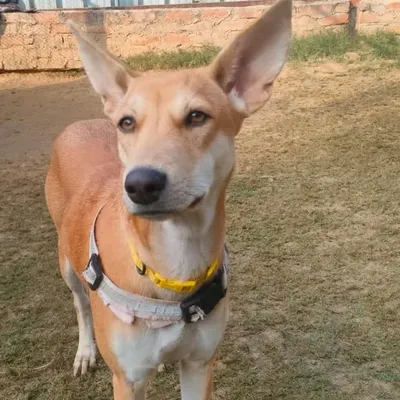 This is Julie, a beautiful and playful Indie dog with the most amazing ears. She is looking for a forever home where she can share her unconditional love and happy spirit.